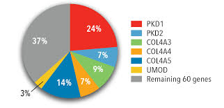The Role Of Genetic Testing In Kidney Disease Nyp