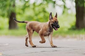 The belgian malinois is a native of belgium and one of the four varieties of belgian shepherd dogs. Complete Belgian Malinois Guide 6 Must Read Facts All Things Dogs All Things Dogs