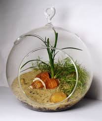 Hanging Glass Terrarium Ocean Themed With Irish Moss And Mondo Grass Glass Terrarium Hanging Glass Terrarium Terrarium