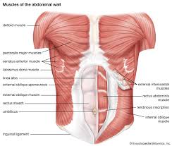 Abdomen anatomy the abdomen is comprised primarily of the digestive tract and other accessory organs which assist in digestion, the urinary system, spleen, and the abdominal muscles (shown below). Abdominal Muscle Description Functions Facts Britannica