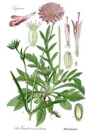 Image result for Radinosiphon leptostachya