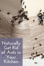 Maybe you would like to learn more about one of these? Naturally Get Rid Of Ants In Your Kitchen