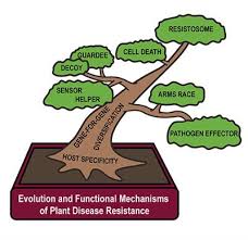Maybe you would like to learn more about one of these? Evolution And Functional Mechanisms Of Plant Disease Resistance Frontiers Research Topic