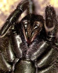 Despite the formidable reputation of these spiders, there has been little published on either their biology or ecology. Sydney Funnel Web Spider Facts Planet Deadly