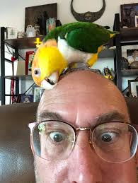 My dear departed Green 79 'Bird in Rockwall TX in 2001.