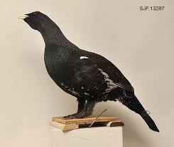 Denne ørna sat midt i vegen då bente kom køyrande. Storfugl Anno Norsk Skogmuseum Digitaltmuseum