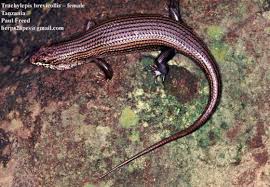 Image result for Tragia brevipes-benthamii-okanyu