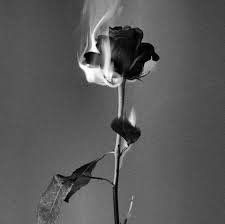 Dead Rose W Quote On Spine Black Aesthetic Wallpaper Rose Wallpaper Aesthetic Roses