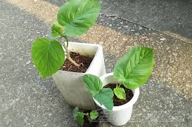 ウンベラータの生育状況 茎挿ししてちょうど1か月 すでに4枚の葉が出ております 生長が早くてびっくりです