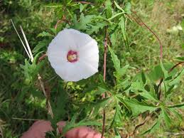 Image result for Merremia stellata