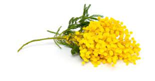 Acacia Yellow Meaning Concealed Love Flowers Name List Flower Names Heather Flower