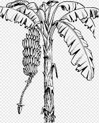 Pisang memiliki beberapa jenis yang populer diantaranya pisang raja, pisang susu, pisang ulin, pisang ambon, pisang nangka, dan berbagai jenis lainnya. Banana Plantation Banana Leaf Banana Food Leaf Hand Png Pngwing