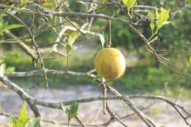 The yellowish orange nymphs produce abundant white wax. A Threat To Santa Barbara S Citrus Inches Closer The Santa Barbara Independent