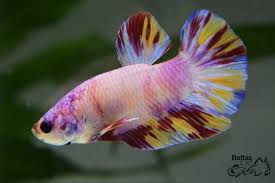 Imported Bettas Breedings Accessories For Sale Bettas Art Betta Betta Fish Fish