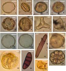 Image result for Trema sp A