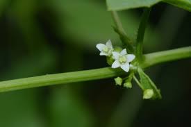 Image result for Zehneria tridactyla