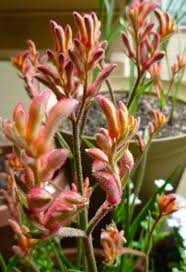 The Basics Of Kangaroo Paw Plant Care Kangaroo Paw Plant Kangaroo Paw Plant Care