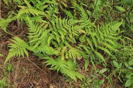 Image result for Deparia