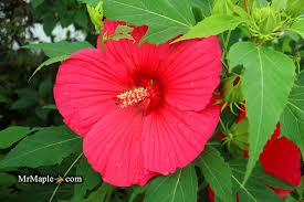 Image result for Hibiscus meyeri