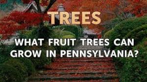Redhaven peach (221) starting at $59.99 easy to grow! What Fruit Trees Can Grow In Pennsylvania Youtube