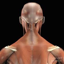 The best upper back exercises for complete back development. The Muscles Of The Upper Back Photograph By Science Picture Co