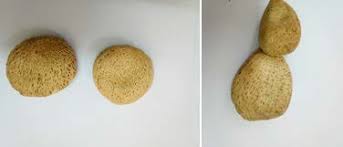 Image result for Telfairia pedata