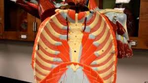 A layer of muscle and fascia which protects and encloses the abdominal cavity, allowing for its. Muscular System Anatomy Muscles Of The Thoracic Cage Torso Model Description Youtube