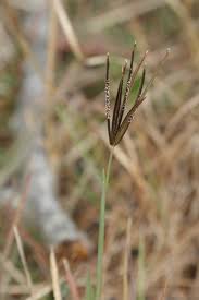 Image result for Eustachys