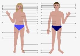⬤ our internal organs in english. Female Body Parts Name With Picture Free Of The Download Human Body Parts Name In Spanish Hd Png Download Transparent Png Image Pngitem