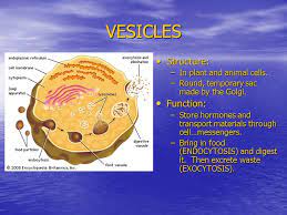 Maybe you would like to learn more about one of these? Cell S Anatomy Cell S Anatomy Animal Vs Plant N Cells Insideacell Ppt Download