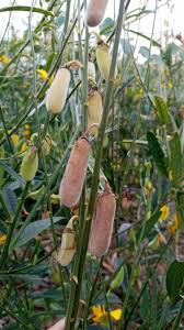 Image result for Crotalaria egregia