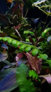 Image result for Asplenium normale
