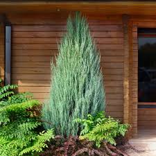 Skyrocket Juniper Trees for Sale ...