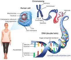 Qué es el ADN? | Ciencias Naturales