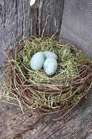 Rhea Bird Eggs For Sale Kudzu Originals A Little Bit Of Spring Bird Eggs Bird Feathers Bird Nest