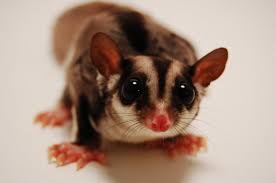 A Comprehensive Guide To Bonding With Your Sugar Glider