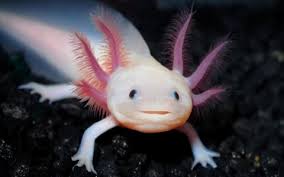 Axolotl | Phillips Park Zoo