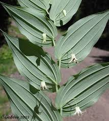 Image result for Jasminum streptopus