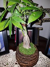 Factors to consider to learn how often to water raised vegetable garden. Money Tree How Often To Water Gardening Forums