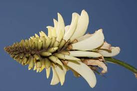 Image result for Erianthemum virescens