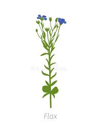 Image result for Linaceae