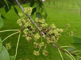 Tree pod burials, a meaningful environmentally sustainable alternative to traditional burials. Strange Growth Reported On Ash News