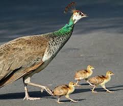 Peacock Crossing Animals Beautiful Beautiful Birds Pet Birds