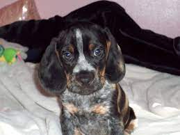 Puppies Blue Tick Beagle Beagle Puppy Puppies