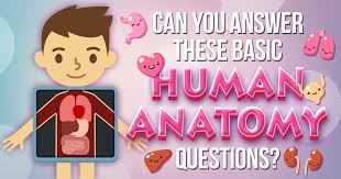 Oct 13, 2021 · fun trivia questions and answers are always a hit no matter when you ask them. Can You Answer These Basic Human Anatomy Questions