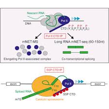 Create a brilliant logo quickly and easily. Rna Polymerase Ii Phosphorylated On Ctd Serine 5 Interacts With The Spliceosome During Co Transcriptional Splicing Sciencedirect