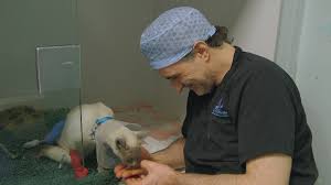 He treated meghan markle's dog and russell brand's cat. The Supervet Noel Fitzpatrick Thursday At 8 Pm Channel 4
