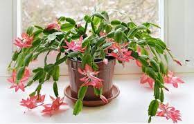 The Key To A Good Night S Sleep These Bedroom Plants Christmas Cactus Plant Christmas Cactus Care Holiday Cactus