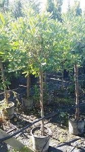 Maybe you would like to learn more about one of these? Pittosporum Tobira Nana Tree To Buy Uk Dwarf Pittosporums Small Trees For Garden Small Garden Trees Uk Japanese Garden Plants
