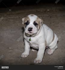 The alabai dog is a giant dog breed. Three Month Old Puppy Image Photo Free Trial Bigstock